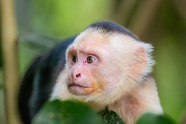 Manuel Antonio Ulusal Parkı, Quepos, Kosta Rika 'da beyaz yüzlü küçük bir maymunun yakın plan fotoğrafı.
