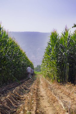 Çiftlikte ekinlerle çalışan çiftçilerin dikey çekimi.