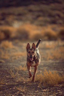 Çayırda koşan sevimli bir evcil köpeğin dikey çekimi.