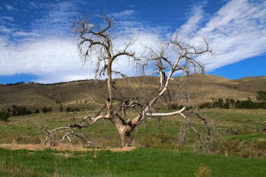 Fort Collins, Colorado 'daki Bobcat Ridge doğa bölgesinde ölü bir ağaç.