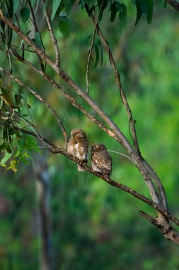 İki Asyalı baykuşçuğun dikey görüntüsü (Glaucidium cuculoides) ağaca tünemiştir.