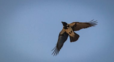 Mavi gökyüzünde uçan kuzgunun alçak açılı görüntüsü.