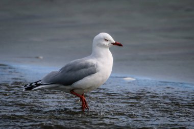 Mavi sığ gölde kırmızı gagalı bir martı.