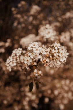 Güzel Bahar çiçeklerinin dikey çekimi
