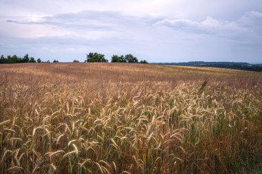 Yazın sonunda tamamen olgunlaşmış buğday tarlalarının manzaralı bir çekimi.