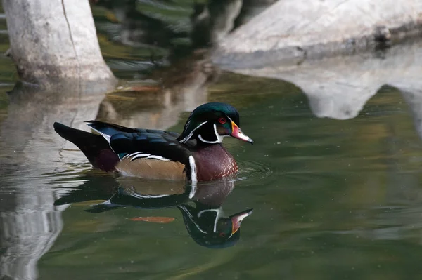 Nahaufnahme Einer Ente Die Einem Teich Schwimmt — Stockfoto
