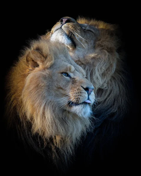Pionowe Ujęcie Głów Afrykańskich Lwów Odizolowanych Ciemnym Czarnym Tle — Zdjęcie stockowe