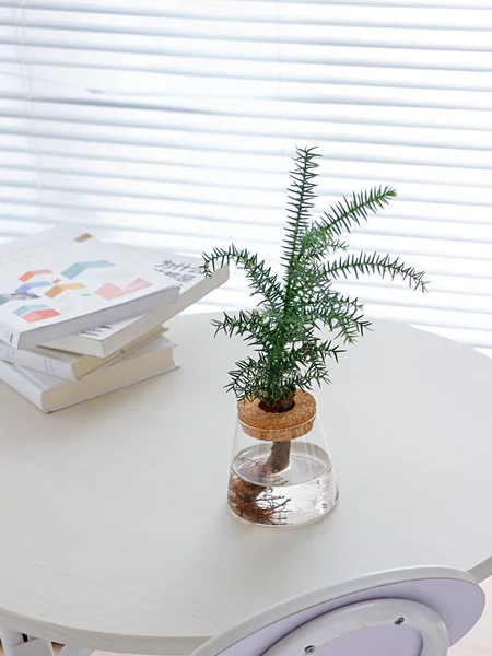 Belo Tiro Uma Planta Garrafa Pilha Livros Uma Mesa Branca — Fotografia de Stock