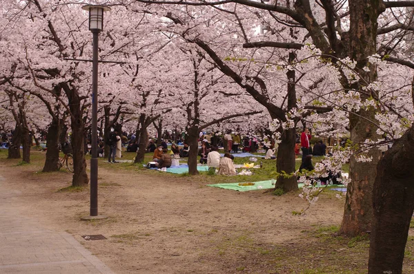 Eine Schöne Kirschblüte Frühling Park Natürlicher Blumiger Hintergrund — Stockfoto