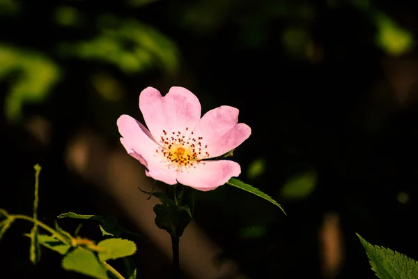 Primer Plano Una Hermosa Rosa Rosa Mosqueta —  Fotos de Stock