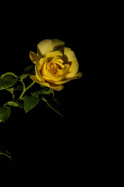 Eine Schöne Gelbe Rose Isoliert Auf Schwarzem Hintergrund — Stockfoto