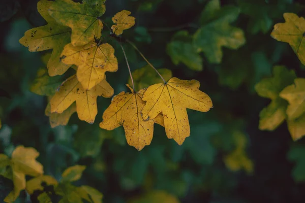 Closeup Beautiful Maple Leaves Autumn — Stock Photo, Image