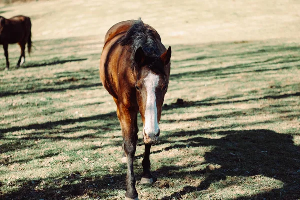 Hermoso Tiro Caballo Campo —  Fotos de Stock