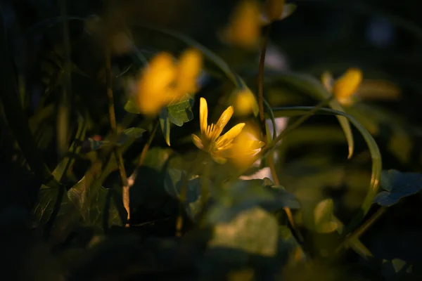 フィールド上の黄色の野花のクローズアップショット — ストック写真