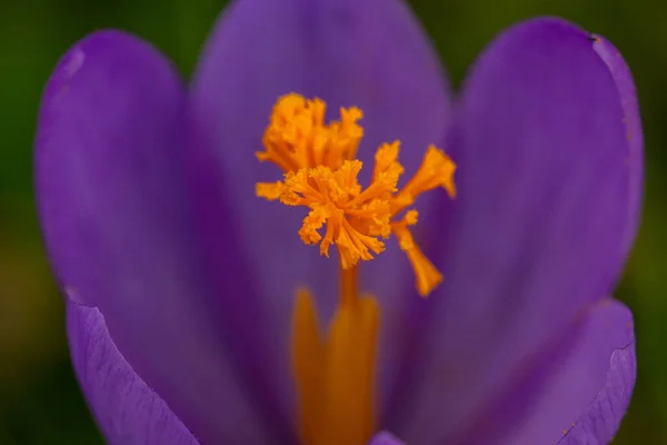 Eine Nahaufnahme Eines Lila Krokus — Stockfoto