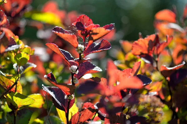 在阳光下 背景模糊的花园中美丽的红叶植物的精选焦点 — 图库照片