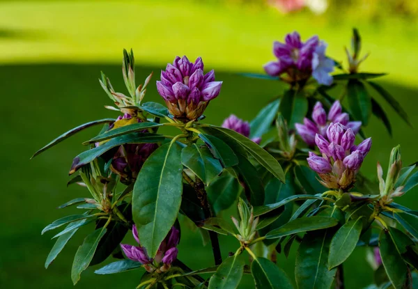 在阳光明媚 背景模糊的日子里 紫杜鹃花在花园里绽放 这是一张精选的焦点照片 — 图库照片
