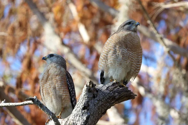 A shallow focus shot of red-shouldered hawks in tree in nesting season, Lakeland, Florida