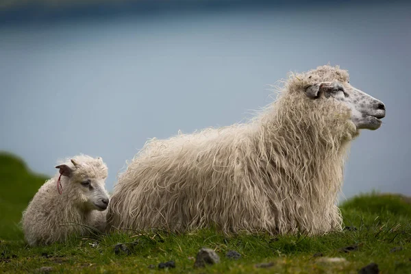 Wooly Sheep Her Baby Her Green Field Countryside Blurred Blue — Stock Photo, Image