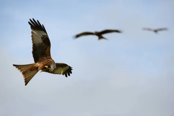 Closeup Red Kites Flying High Blue Sky Wings Wide Open — 스톡 사진