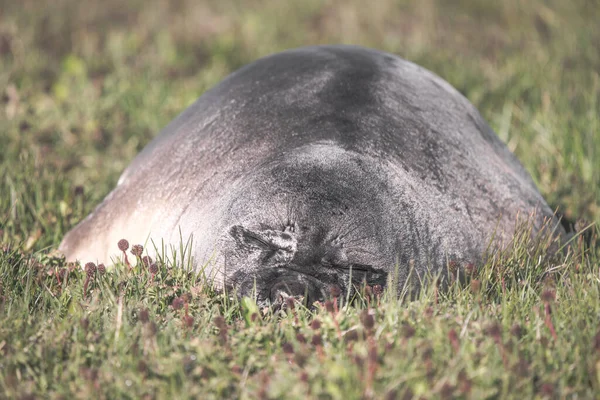 在凯尔盖朗群岛的一个田野里睡觉的大象海豹的特写镜头 — 图库照片