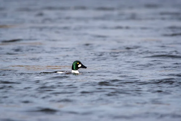 Plan Mise Point Peu Profond Goldeneye Commun Nageant Dans Eau — Photo