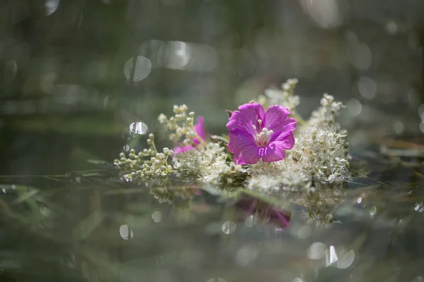 一张美丽的紫色花朵的照片 它被模糊的背景隔开了 — 图库照片
