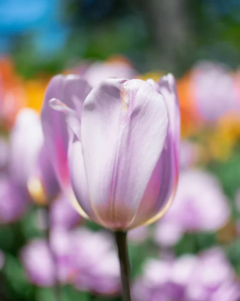 A soft focus of a lavender colored tulip at a field in spring