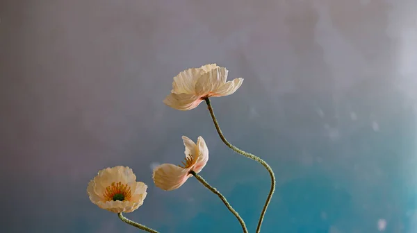Pembe Mavi Arka Planda Haşhaş Çiçeklerinin Yakın Plan Çekimi — Stok fotoğraf