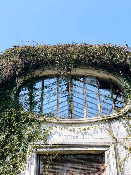 Harap olmuş bir binanın, aşırı büyümüş çalıları olan penceresinin dikey görüntüsü.