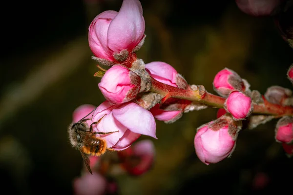 Primer Plano Una Abeja Que Alimenta Flores Durazno —  Fotos de Stock