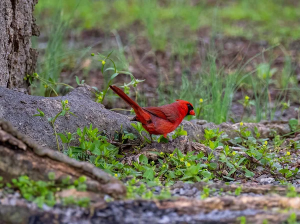 Closeup Red Cardinal Perched Tree Root Covered Green Grass — Stock Photo, Image