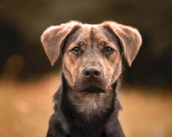 Tiro Close Cão Marrom Triste Olhando Para Câmera Fundo Embaçado — Fotografia de Stock