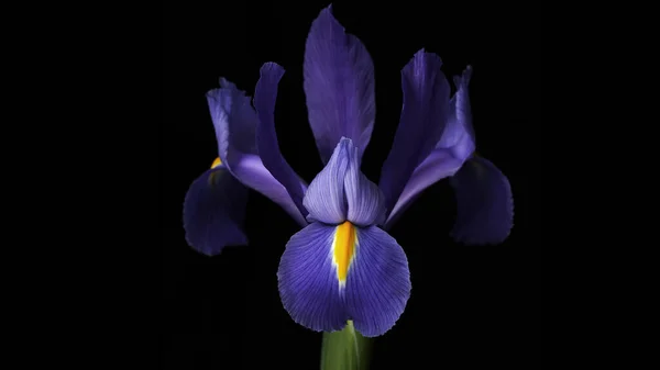 Gros Plan Une Belle Fleur Iris Violet Sur Fond Sombre — Photo