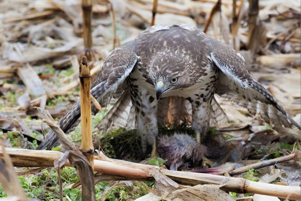 Falcão Cauda Vermelha Comer Enquanto Protege Sua Morte — Fotografia de Stock