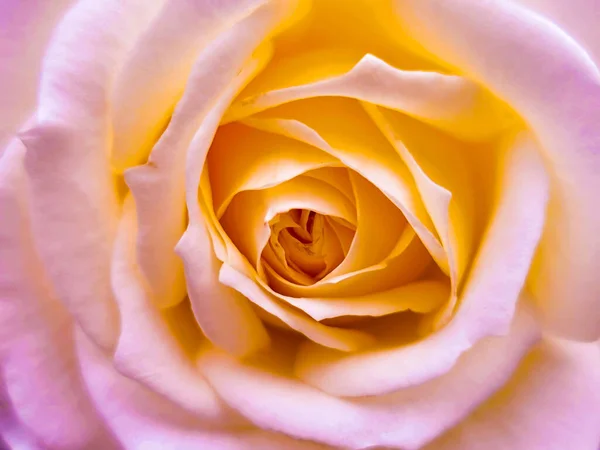 Tiro Close Uma Rosa Rosa Florescendo Jardim — Fotografia de Stock