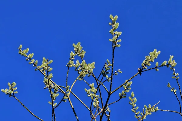 Beautiful Shot Blossom Catkins Plants Blue Sunny Sky Background — Stock Photo, Image