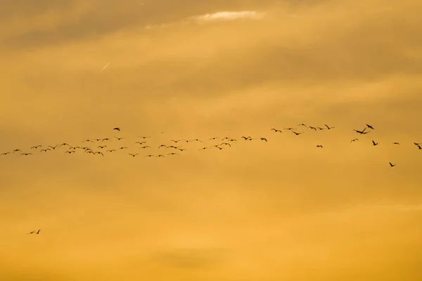 Eine Schöne Aufnahme Einer Schar Von Sandhügelkranichen Himmel Bei Sonnenuntergang — Stockfoto