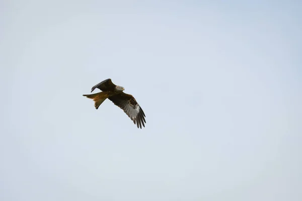 날개를 날아오르는 클로즈업 — 스톡 사진