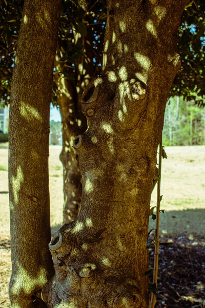 Primer Plano Vertical Corteza Árbol Bosque —  Fotos de Stock