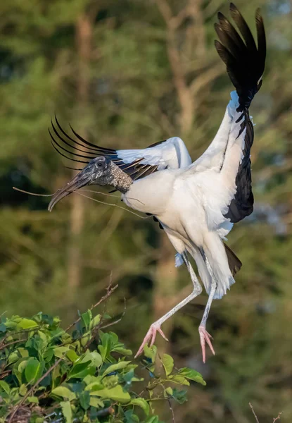 Селективный Снимок Летящей Лесу Аистовой Птицы Флоридского Леса — стоковое фото