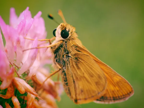 ピンクの花の上に立つ愛らしいオレンジ色の蝶のクローズアップ — ストック写真