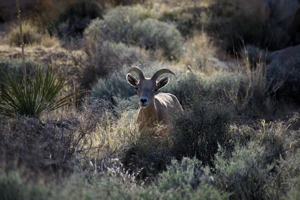Petit Mouflon Amérique Dans Prairie Séchée Pendant Journée — Photo
