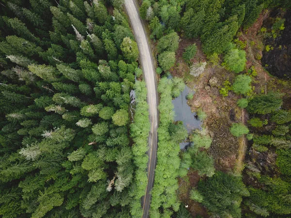 鸟瞰森林中茂密的绿叶 中间有一条狭窄的路 — 图库照片