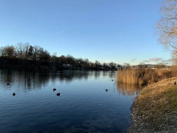 Güzün yapraksız doğal ağaçlarıyla gölde yüzen ördeklerin güzel bir görüntüsü.