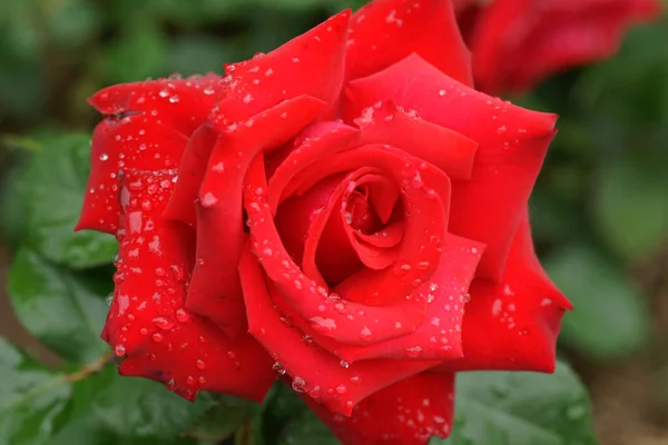 Egy Gyönyörű Rózsa Közelsége Parkban — Stock Fotó