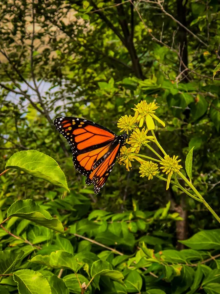 Gros Plan Papillon Monarque Danaus Plexippus Sur Fond Flou — Photo