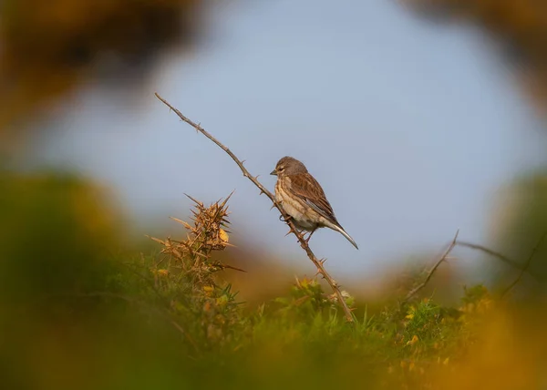 Plan Peu Profond Moineau Assis Sur Branche Arbre — Photo