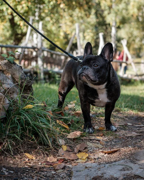 Colpo Verticale Bulldog Francese Guinzaglio Parco — Foto Stock