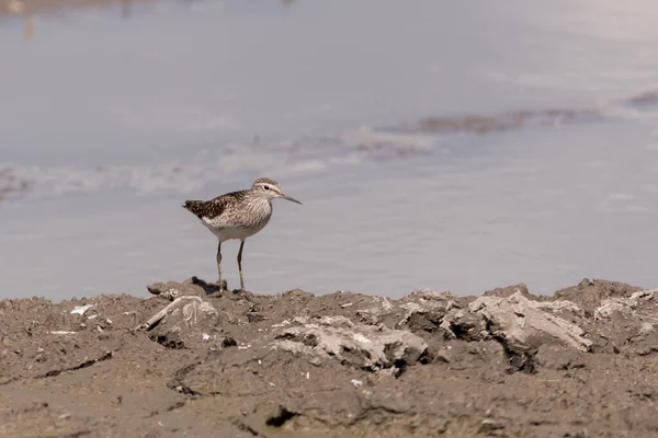 Tiro Seletivo Foco Pássaro Sandpiper Madeira Uma Areia Perto Lago — Fotografia de Stock